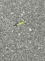 Neoconocephalus ensiger