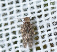 Lepidopsocidae