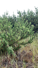 Pinus contorta contorta