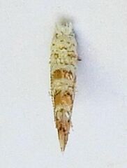 Cameraria hamadryadella