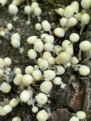 Coprinellus disseminatus