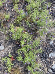 Trichostema dichotomum