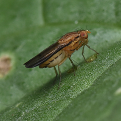 Opomyza