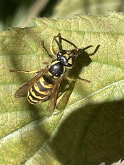 Vespula flavopilosa