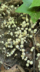 Coprinellus disseminatus