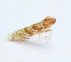 Cameraria hamadryadella