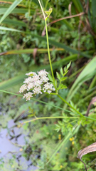 Oenanthe sarmentosa