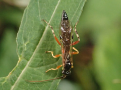 Itoplectis alternans