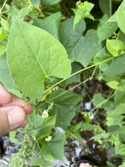 Fallopia scandens