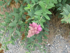 Spiraea douglasii