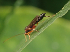 Itoplectis alternans