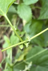 Fallopia scandens