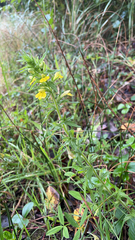 Bellardia viscosa