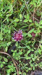 Trifolium wormskioldii