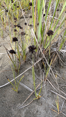 Juncus xiphioides