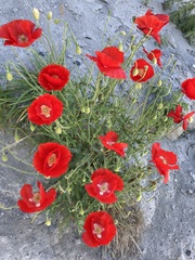 Papaver