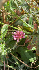 Trifolium wormskioldii
