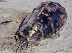 Dermochelys coriacea