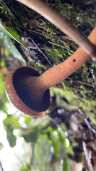 Chroogomphus vinicolor