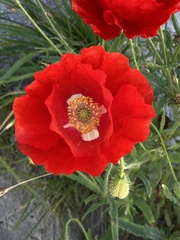 Papaver