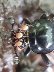 Poecilochirus