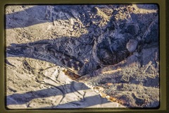 Dermochelys coriacea