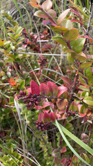 Vaccinium ovatum
