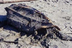 Dermochelys coriacea