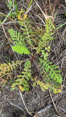 Tanacetum bipinnatum