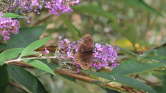 Erebia