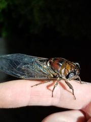 Cicadoidea