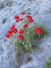 Papaver