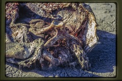 Dermochelys coriacea