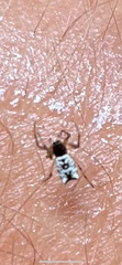 Micrathena mitrata