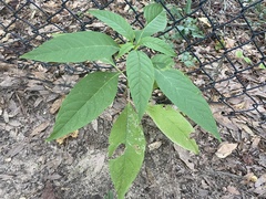 Phytolacca americana rigida