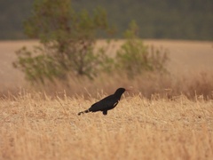 Pyrrhocorax pyrrhocorax