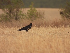 Pyrrhocorax pyrrhocorax