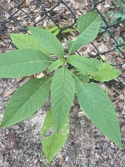 Phytolacca americana rigida