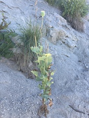 Papaver somniferum
