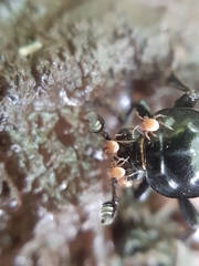 Poecilochirus