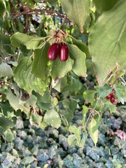 Cornus mas