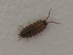 Porcellio spinicornis