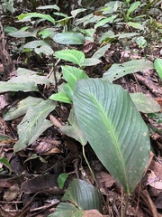 Maranta