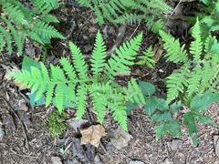 Phegopteris