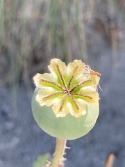 Papaver somniferum