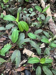 Maranta