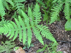 Phegopteris
