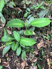 Maranta