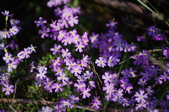 Primula mistassinica
