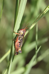 Melanoplus lakinus